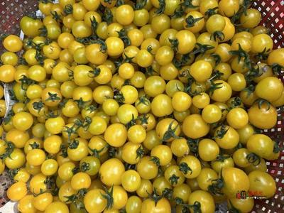 奮進的春天|禮泉縣 打造精品高端果業產區，品牌化種植推動產業轉型升級